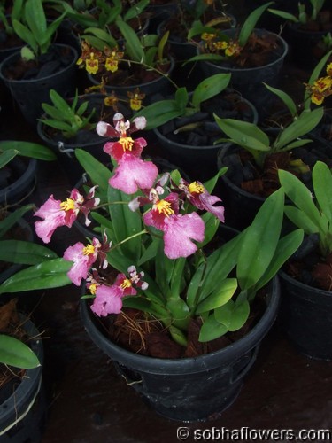 Oncidium Mini red